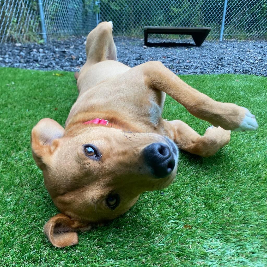 Smiles, a Adoptable mixed breed in Fall River, MA image 4/6