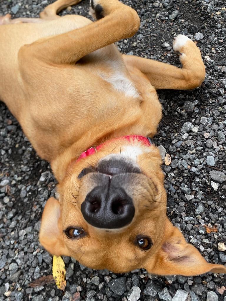 Smiles, a Adoptable mixed breed in Fall River, MA image 5/6