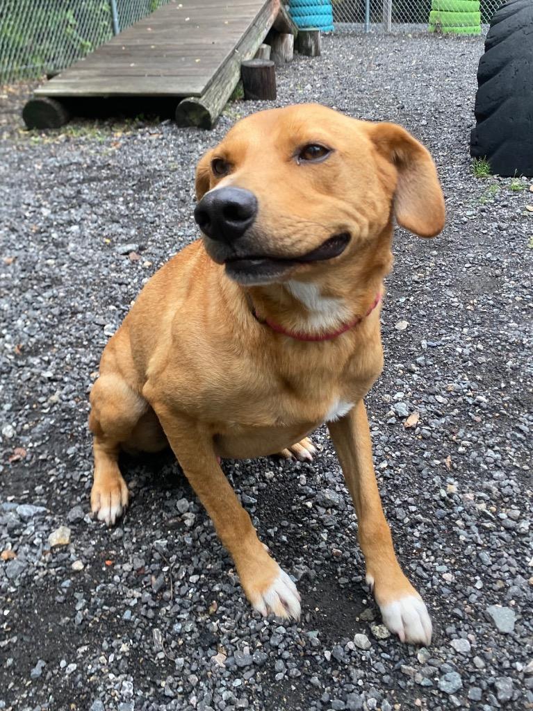 Smiles, a Adoptable mixed breed in Fall River, MA image 6/6