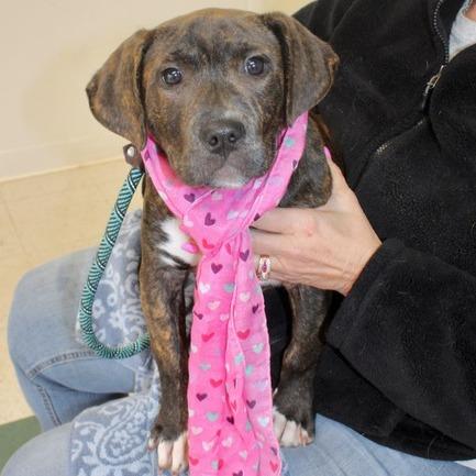 Enlarge Pickle, a Adoptable Hound in Birmingham, AL image 1/2