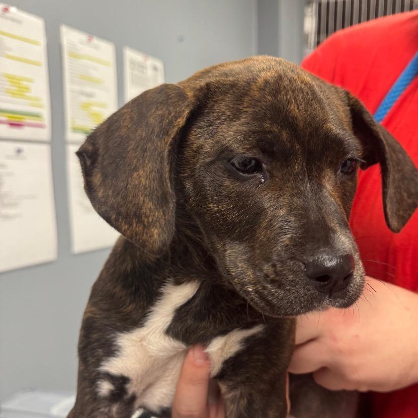 Enlarge Pickle, a Adoptable Hound in Birmingham, AL image 2/2