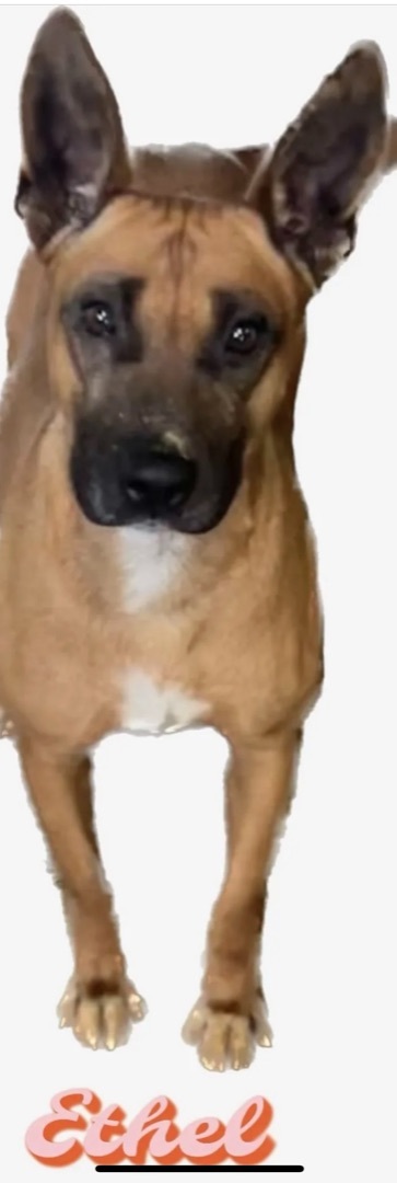 Enlarge Ethel, a Adoptable mixed breed in Canyon, TX image 1/2