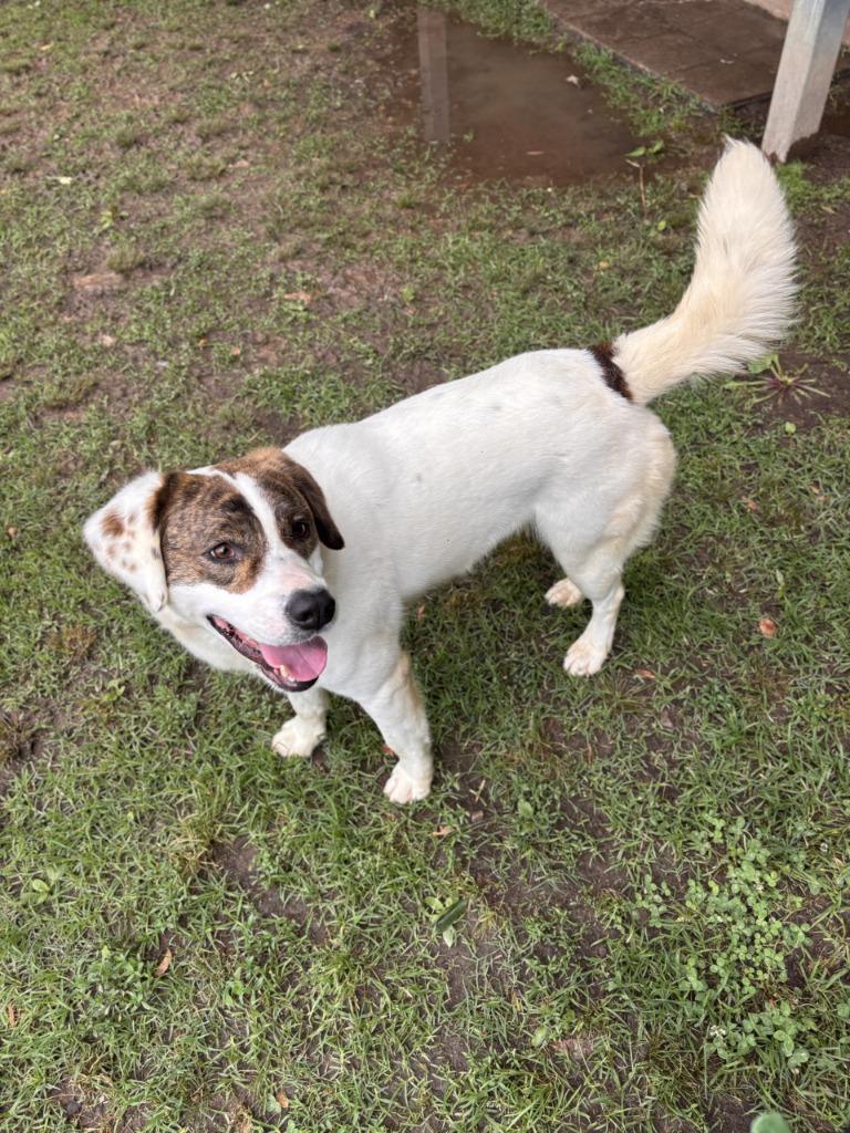 Bonnie, Adoptable, Adult Female Anatolian Shepherd & Labrador Retriever.