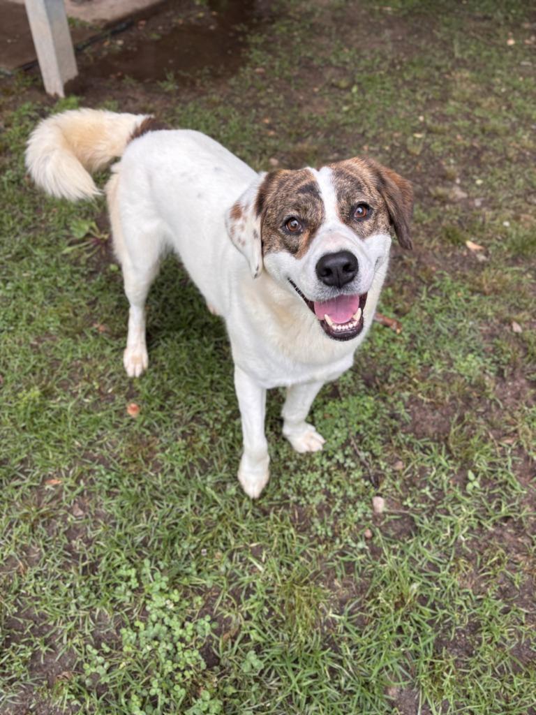 Enlarge Bonnie, a Adoptable mixed breed in Little Rock, AR image 3/5