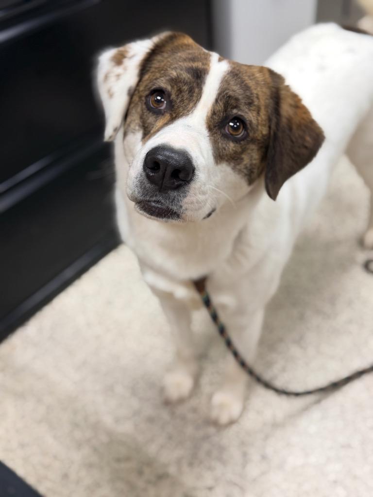 Enlarge Bonnie, a Adoptable mixed breed in Little Rock, AR image 5/5