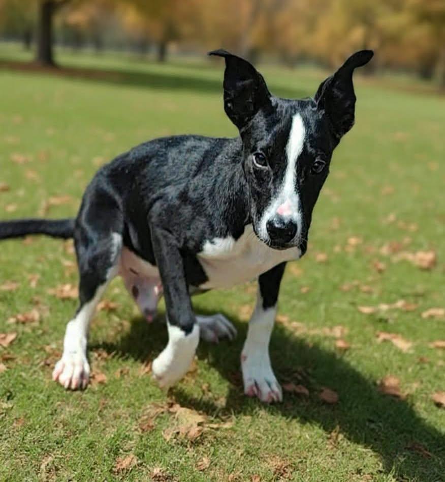 Enlarge Rhett 26/661, a Adoptable Terrier in Talladega, AL image 2/3