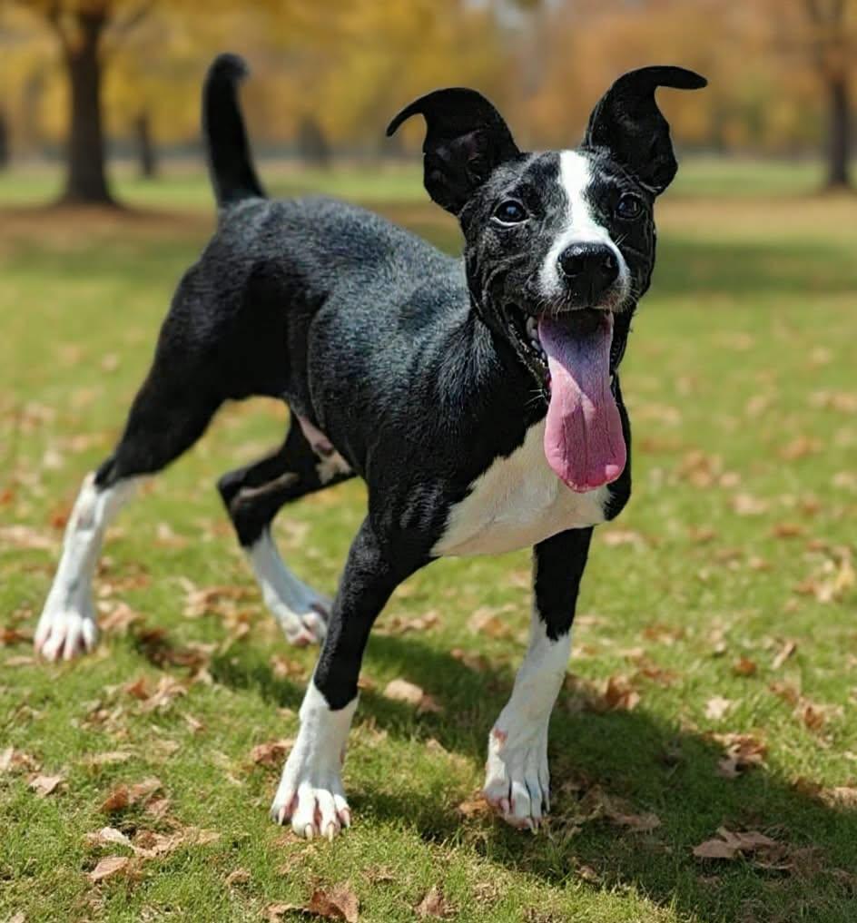 Enlarge Rhett 26/661, a Adoptable Terrier in Talladega, AL image 3/3