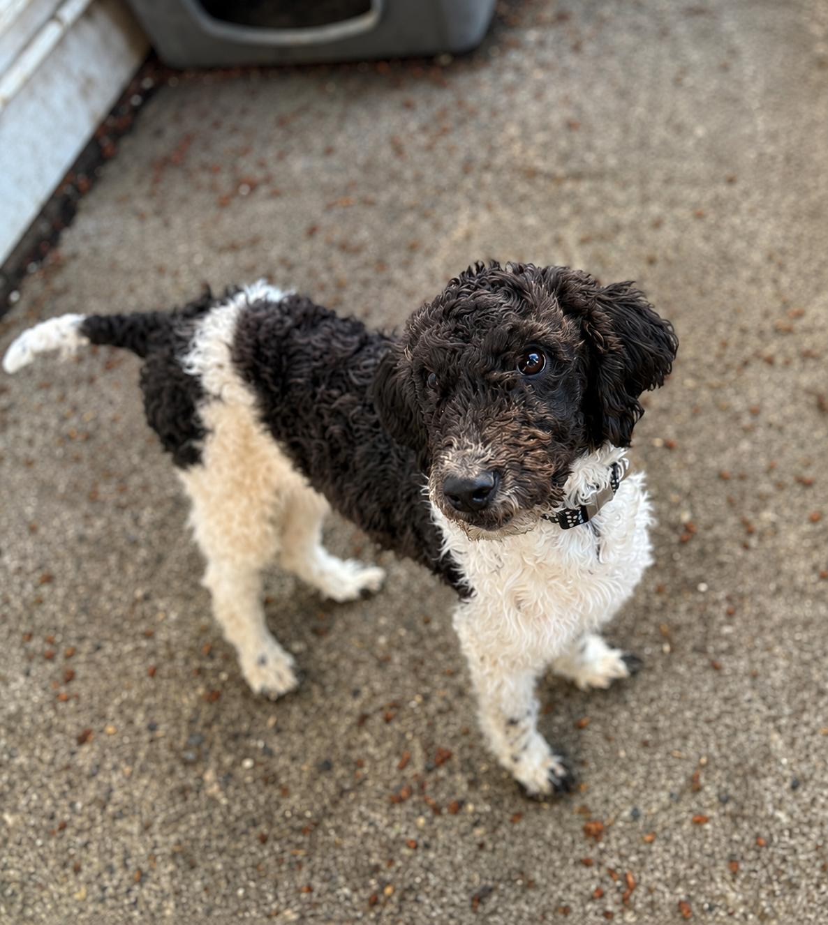 Mary, ADOPTABLE, Adult Female Poodle.
