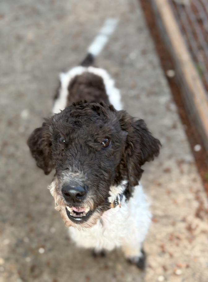 Mary, a ADOPTABLE mixed breed in Puyallup, WA image 2/2