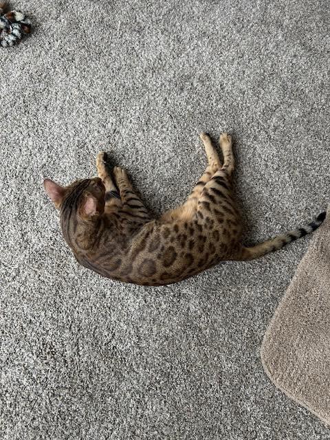 Enlarge Maverick - Il, a Adopted Bengal in Louisville, KY image 1/5