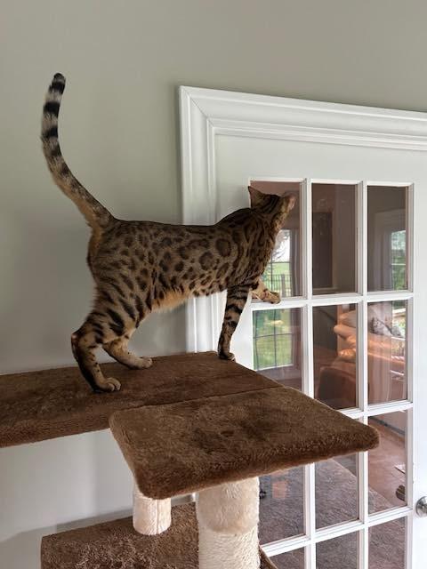 Enlarge Maverick - Il, a Adopted Bengal in Louisville, KY image 2/5
