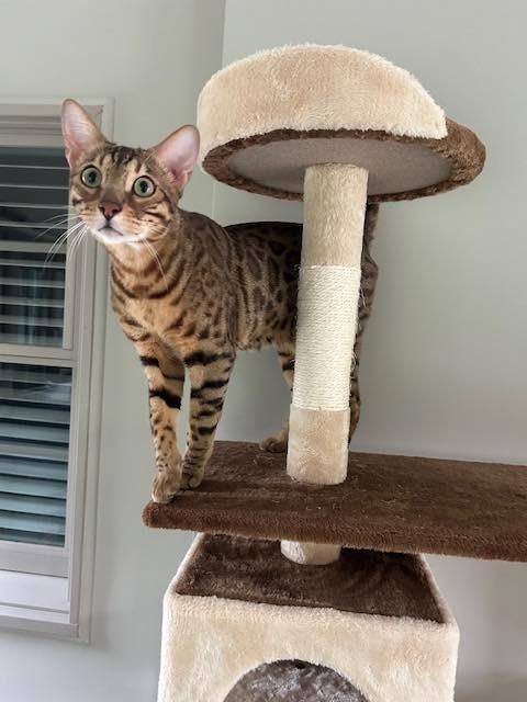 Enlarge Maverick - Il, a Adopted Bengal in Louisville, KY image 3/5