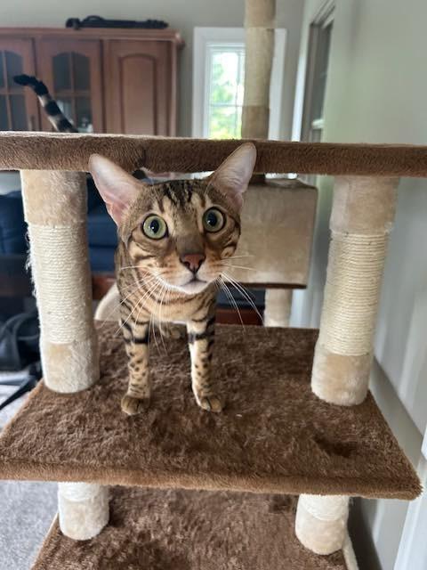 Enlarge Maverick - Il, a Adopted Bengal in Louisville, KY image 4/5