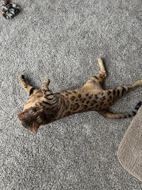 Enlarge Maverick - Il, a Adopted Bengal in Louisville, KY image 5/5