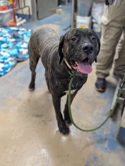 Enlarge Pope, a ADOPTABLE mixed breed in Inverness, FL image 1/1