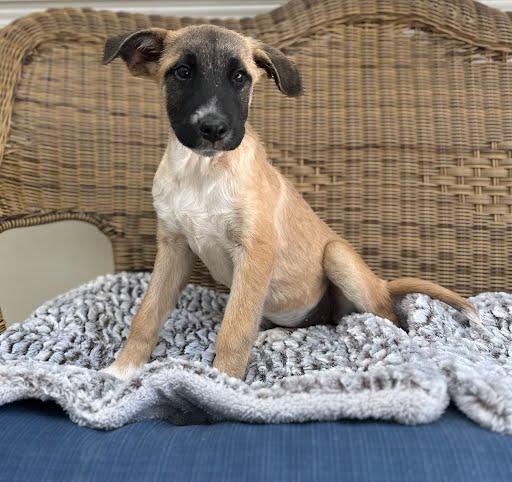 Sage, Adoptable, Young Female German Shepherd Dog.