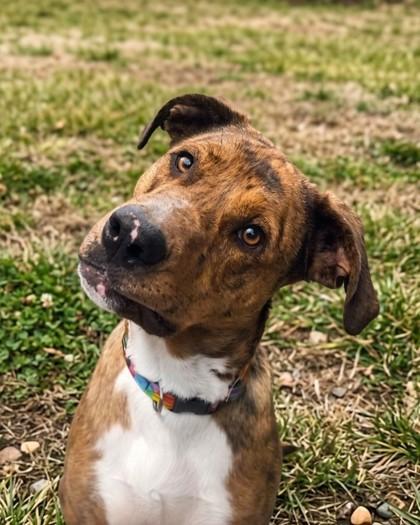 Enlarge Scooby Doo, a Adoptable mixed breed in Baraboo, WI image 1/3