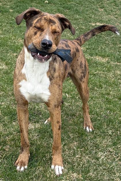 Enlarge Scooby Doo, a Adoptable mixed breed in Baraboo, WI image 2/3