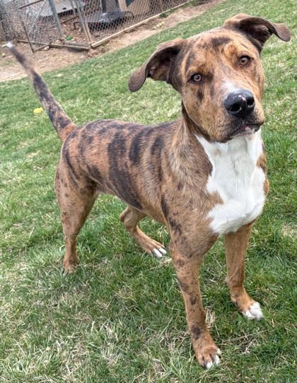 Enlarge Scooby Doo, a Adoptable mixed breed in Baraboo, WI image 3/3