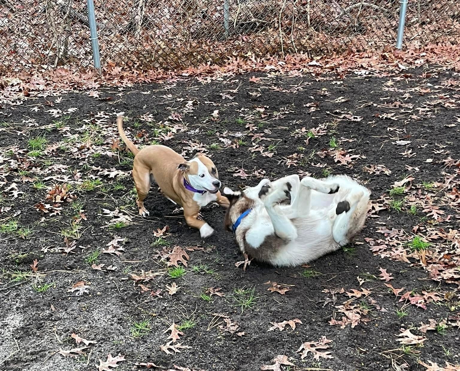 Shelly, a Adoptable Mixed Breed in Brookhaven, NY image 6/8