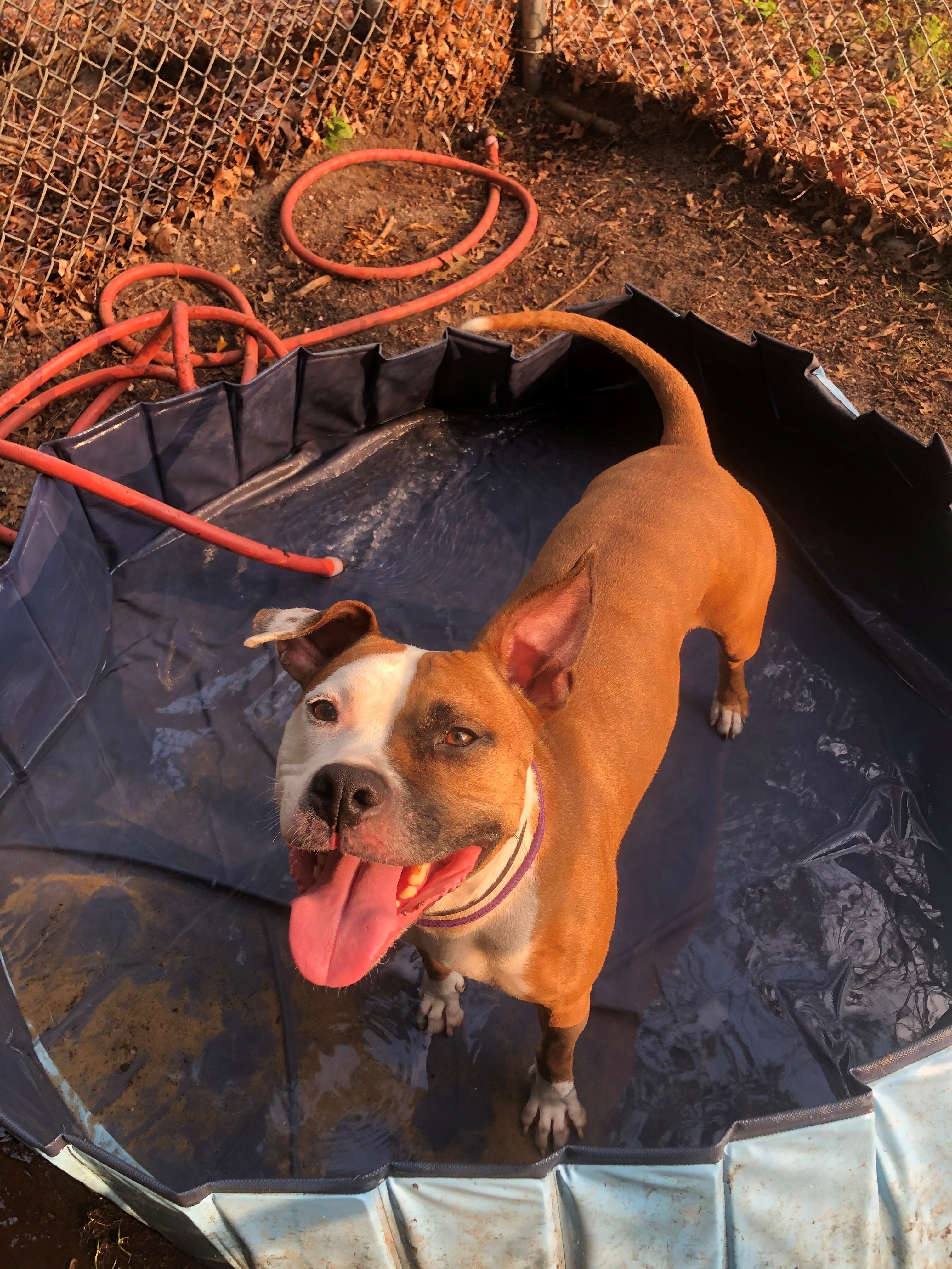 Enlarge Shelly, a Adoptable Mixed Breed in Brookhaven, NY image 7/8