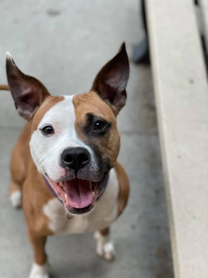 Shelly, a Adoptable Mixed Breed in Brookhaven, NY image 1/8