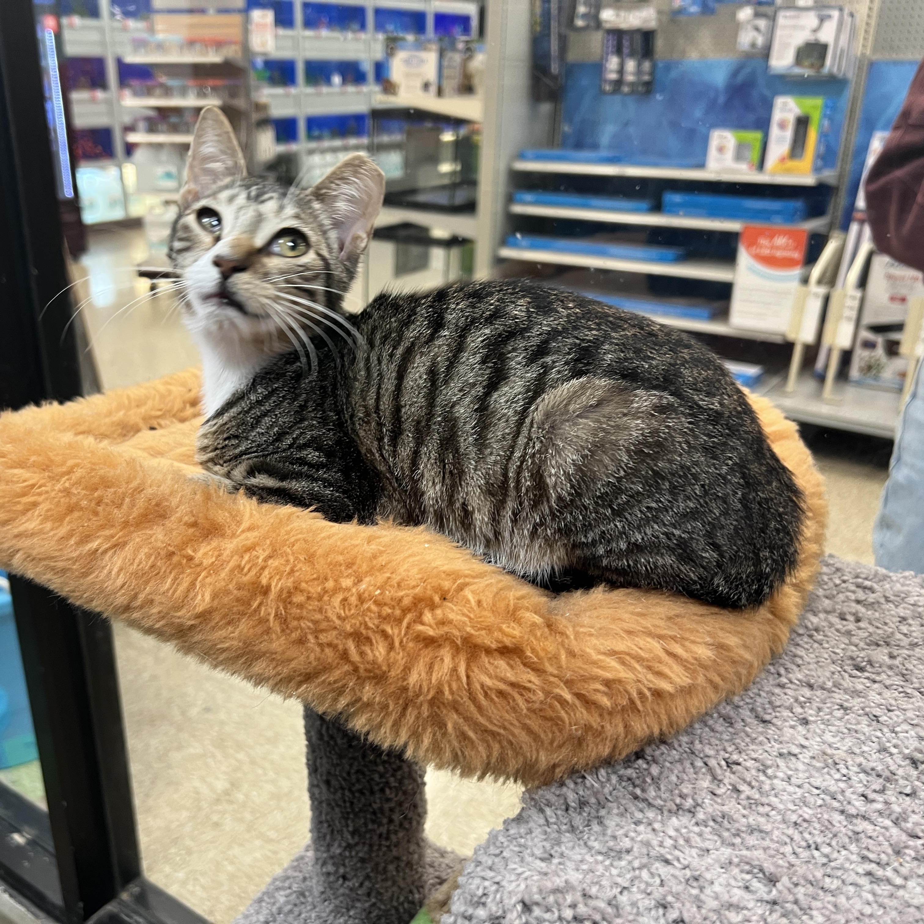 Enlarge Snickers, an adopted mixed breed in Bradenton, FL image 1/1