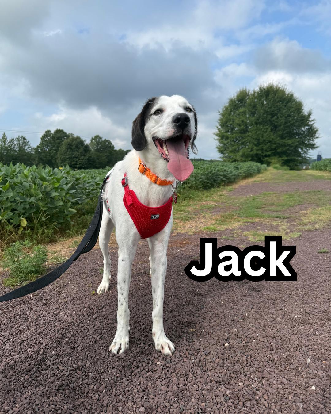 Jack, Adoptable, Young Male American Foxhound.