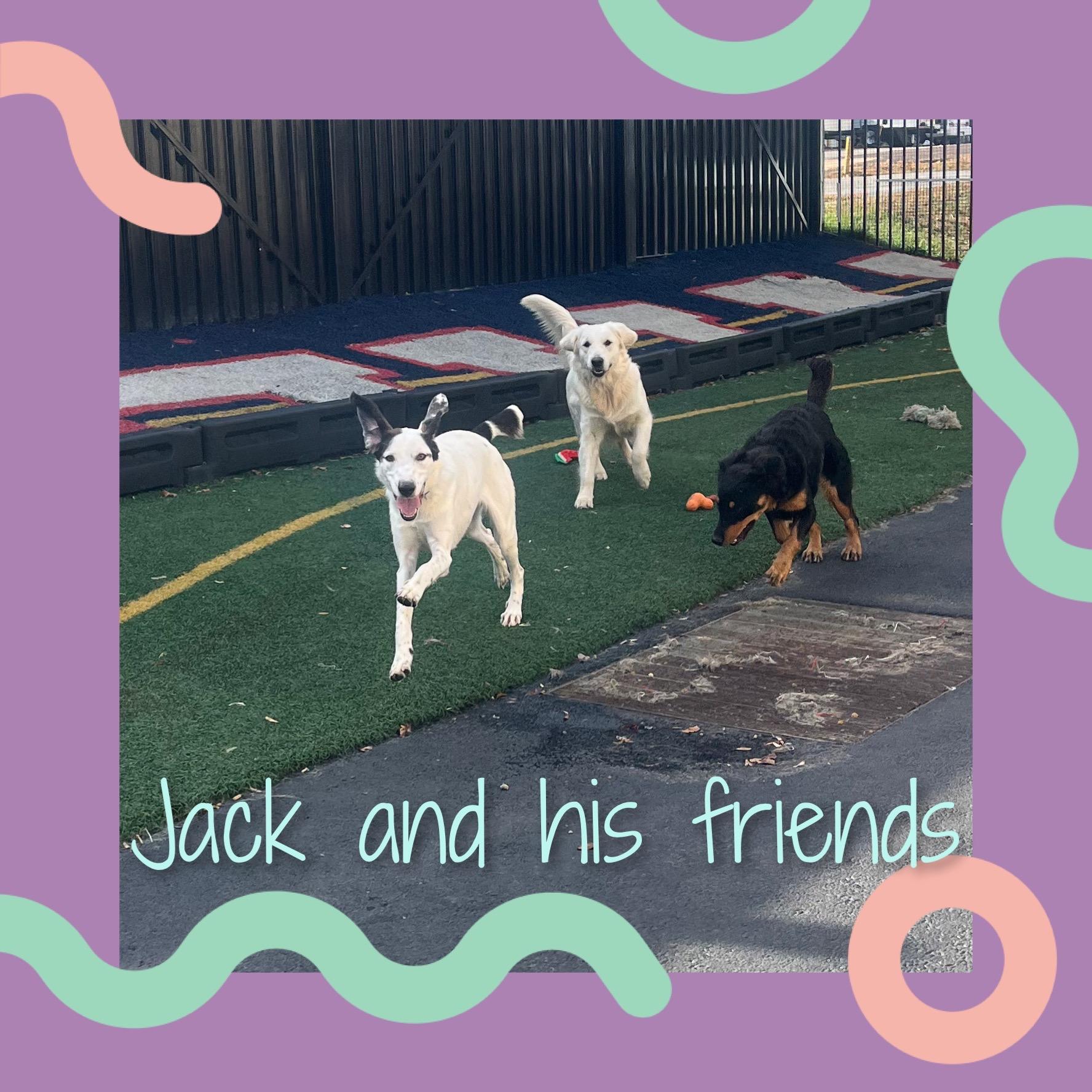 Jack