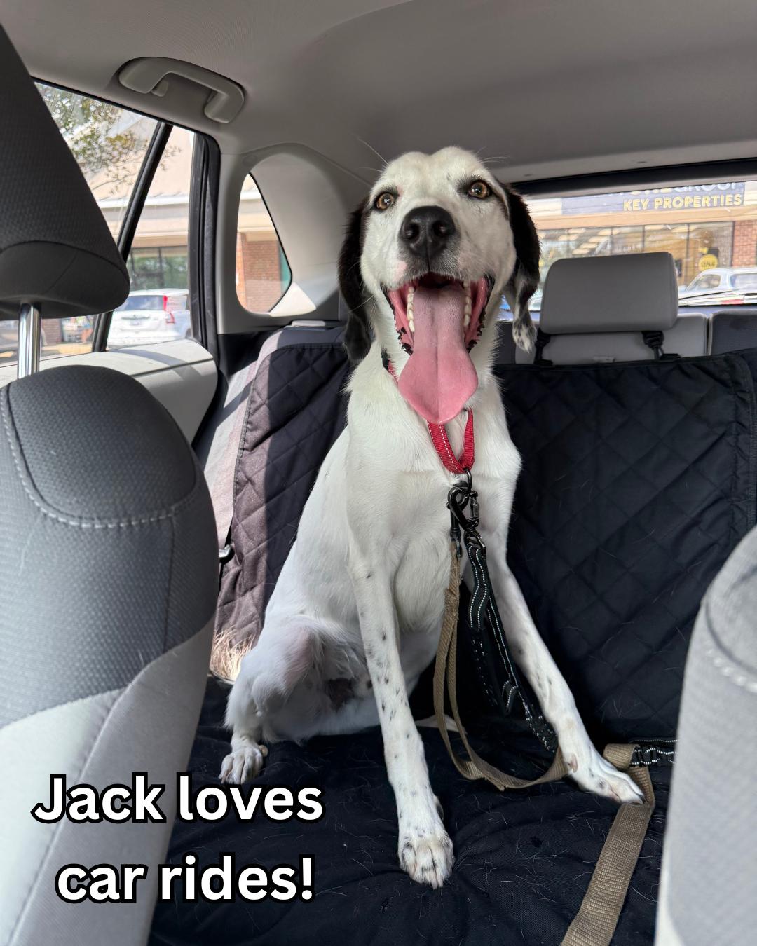 Jack, a Adoptable American Foxhound in Fredericksburg, VA image 4/6