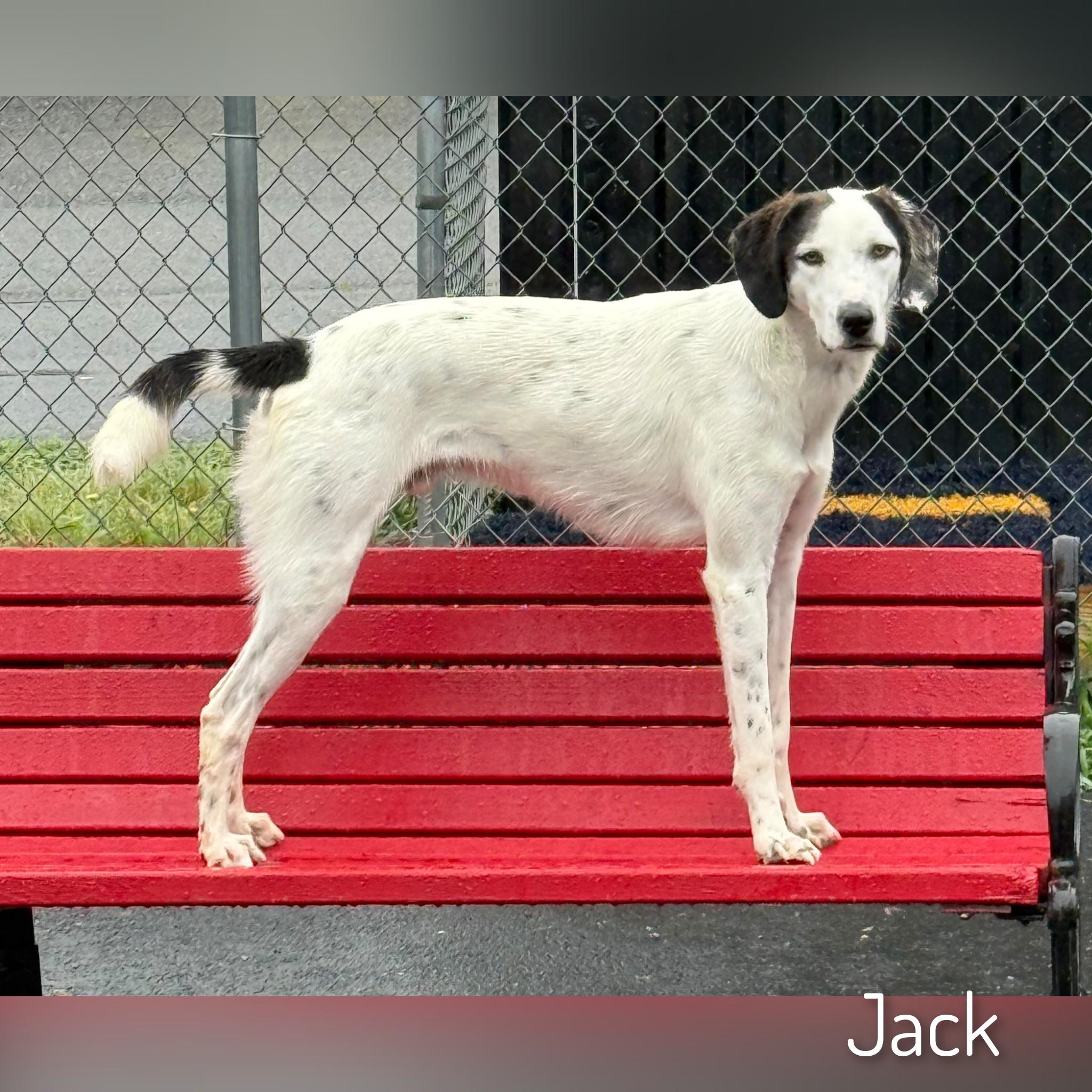 Jack
