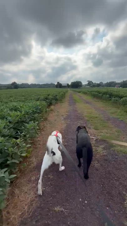 Enlarge Jack, a Adoptable American Foxhound in Fredericksburg, VA video 3/6