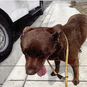 Enlarge Coco, a Adoptable mixed breed in Tom’s river, NJ image 3/3