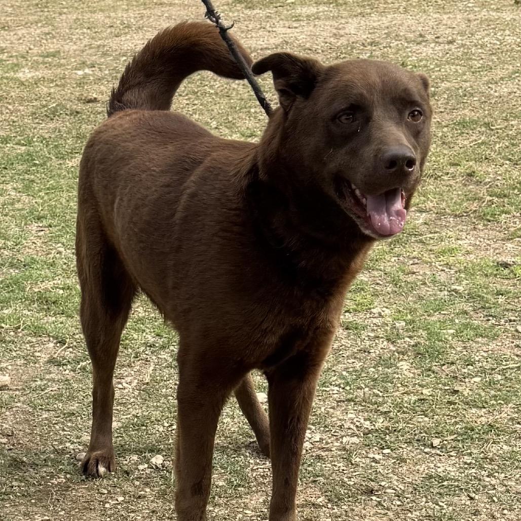 Enlarge Coco, a Adoptable mixed breed in Tom’s river, NJ image 2/3