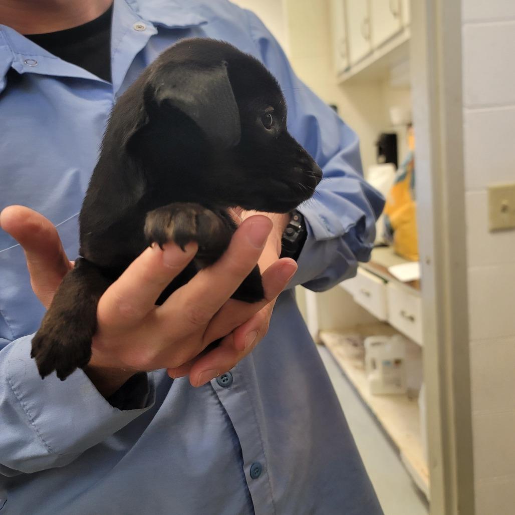 Alex, ADOPTABLE, Puppy Male Mixed Breed.