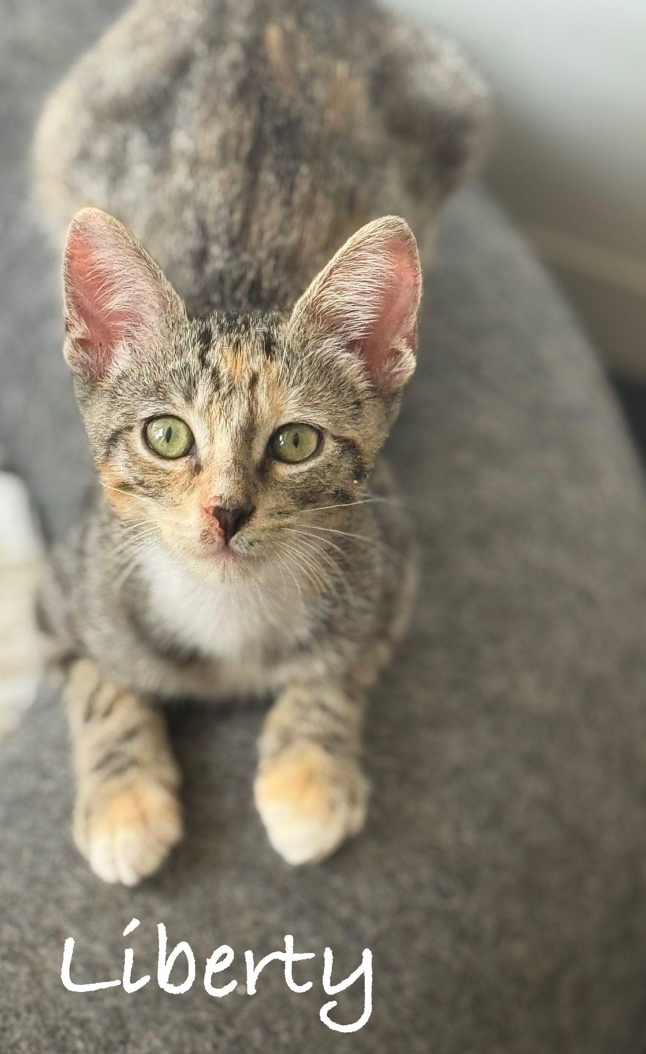 Enlarge Liberty, a Adopted Domestic Short Hair in Seal Beach, CA image 1/2