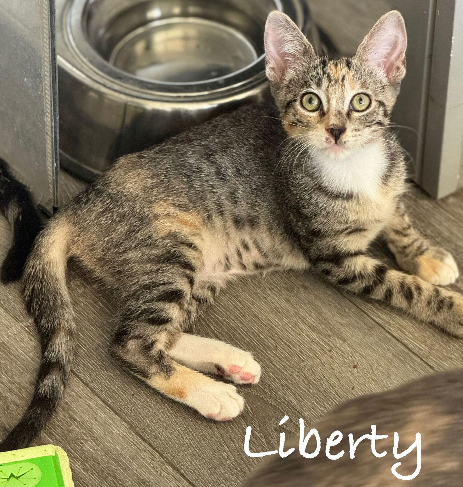 Enlarge Liberty, a Adopted Domestic Short Hair in Seal Beach, CA image 2/2