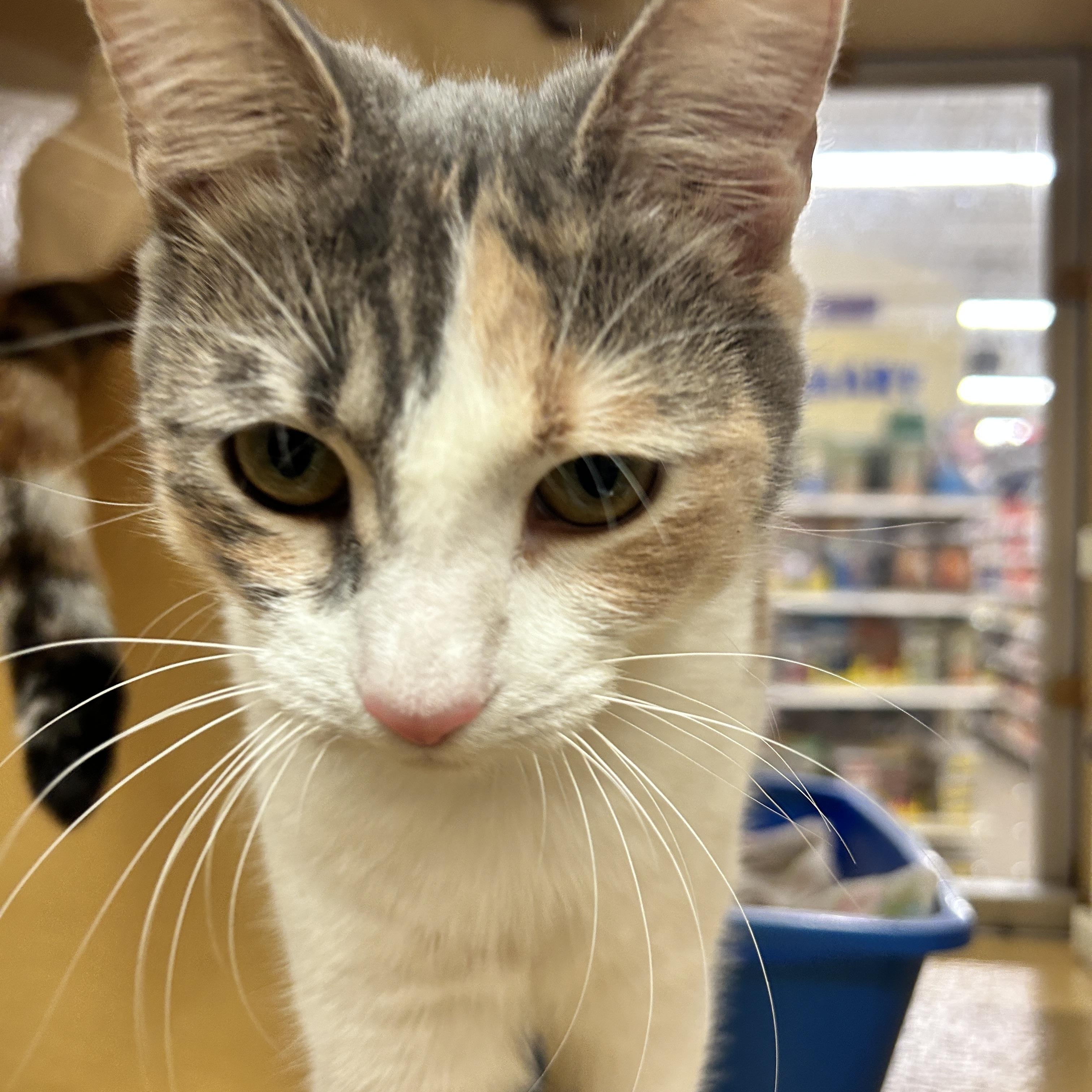 Cuddly & Bubbly, a ADOPTABLE Domestic Short Hair in Cambridge, MA image 1/6