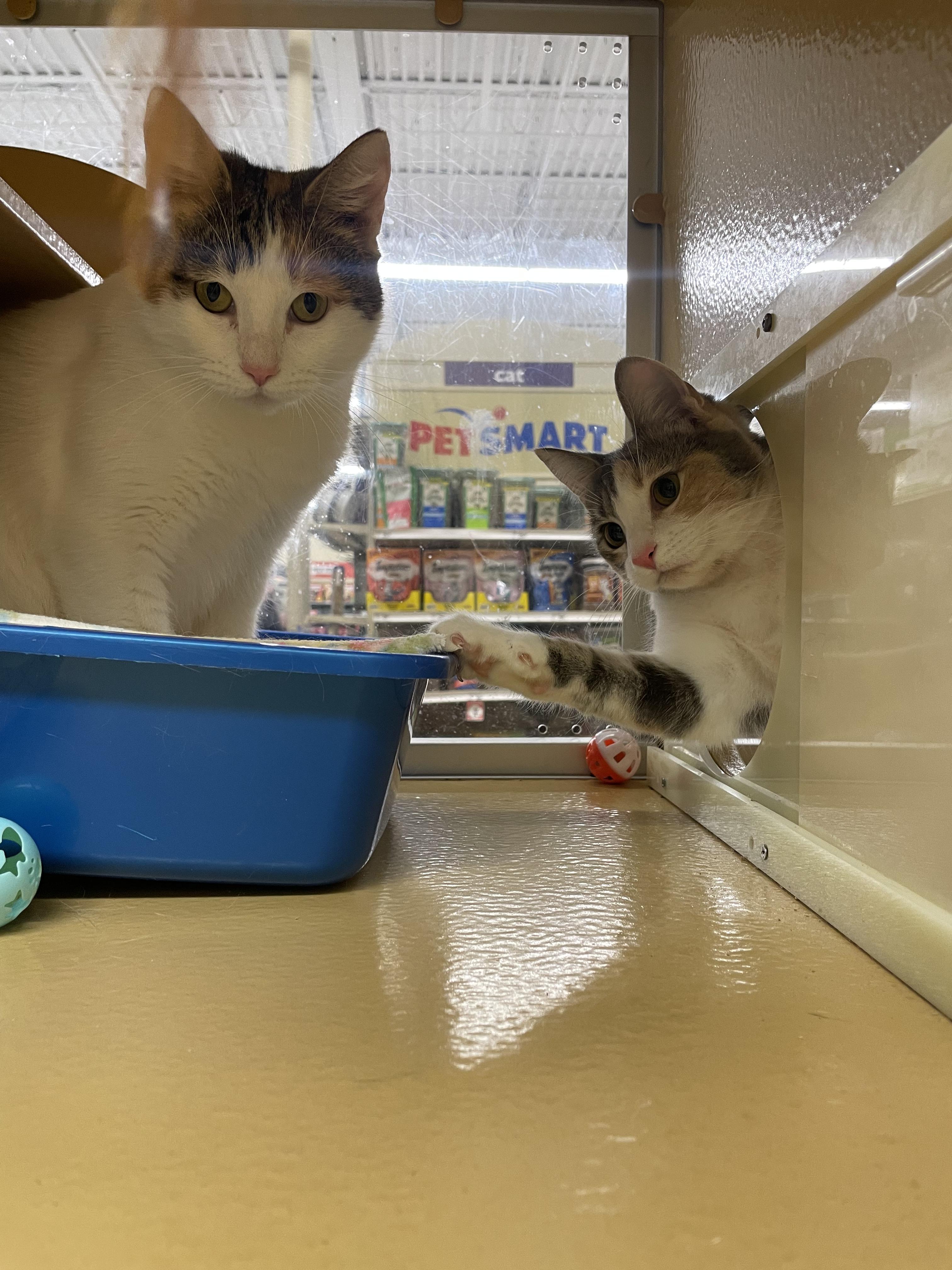 Cuddly & Bubbly, a ADOPTABLE Domestic Short Hair in Cambridge, MA image 2/6