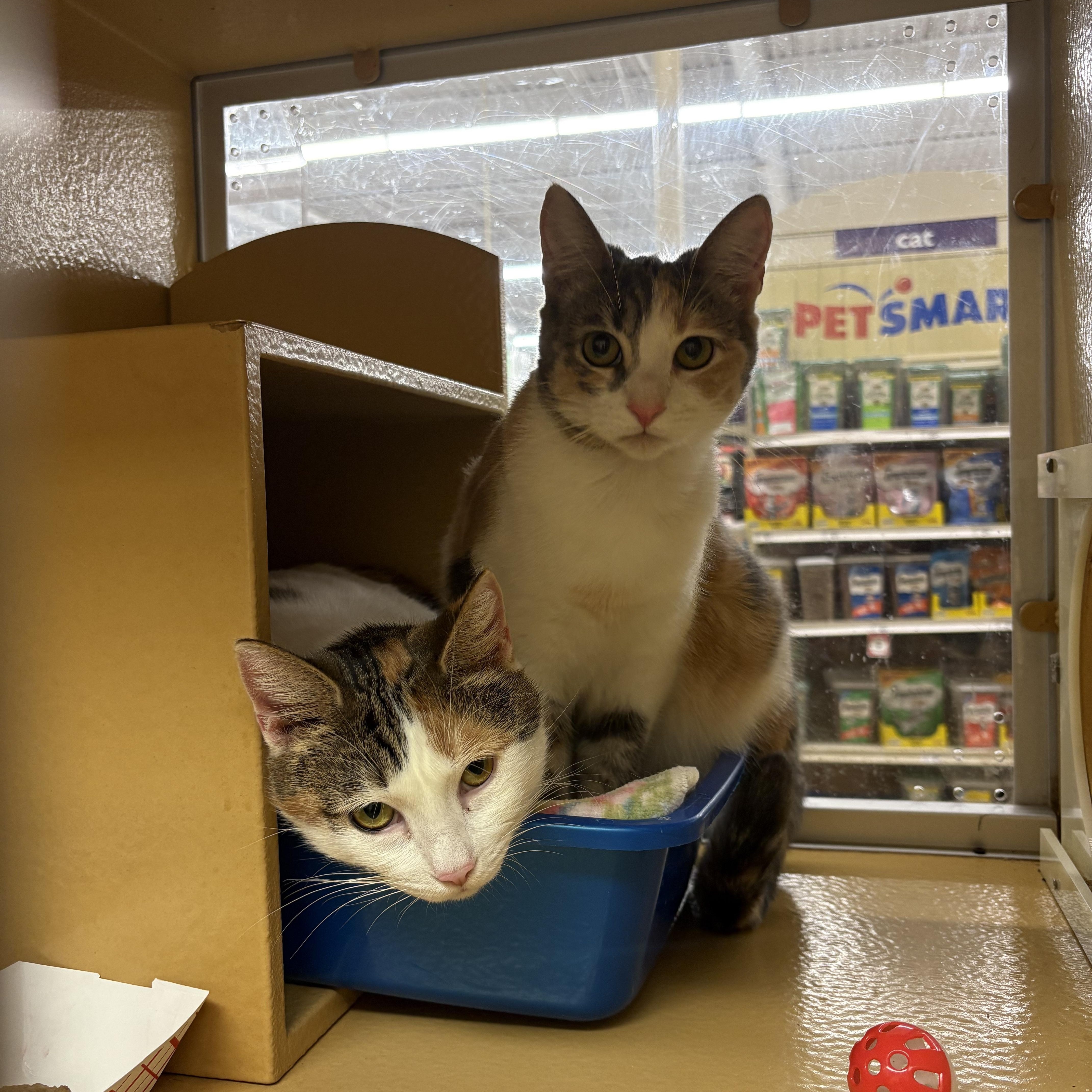 Cuddly & Bubbly, a ADOPTABLE Domestic Short Hair in Cambridge, MA image 3/6