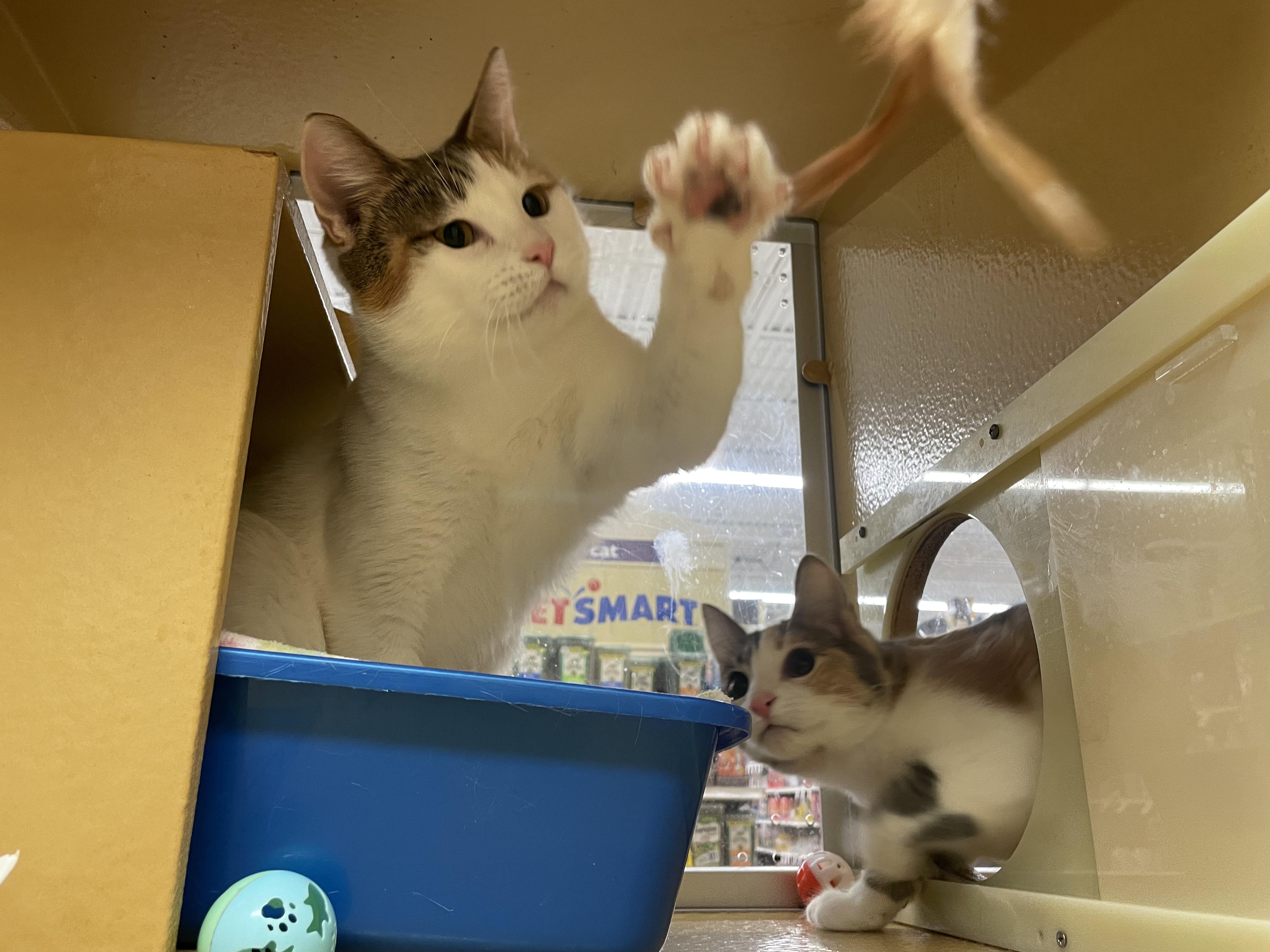 Cuddly & Bubbly, a ADOPTABLE Domestic Short Hair in Cambridge, MA image 4/6