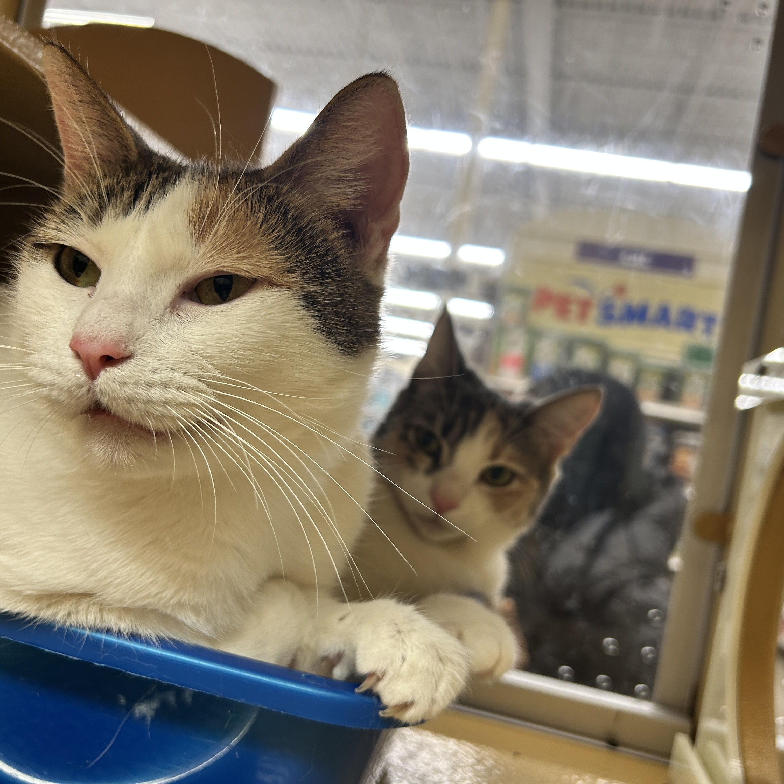 Cuddly & Bubbly, a ADOPTABLE Domestic Short Hair in Cambridge, MA image 5/6