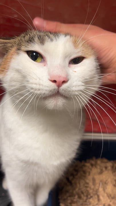 Enlarge Cuddly & Bubbly, a ADOPTABLE Domestic Short Hair in Cambridge, MA video 6/6