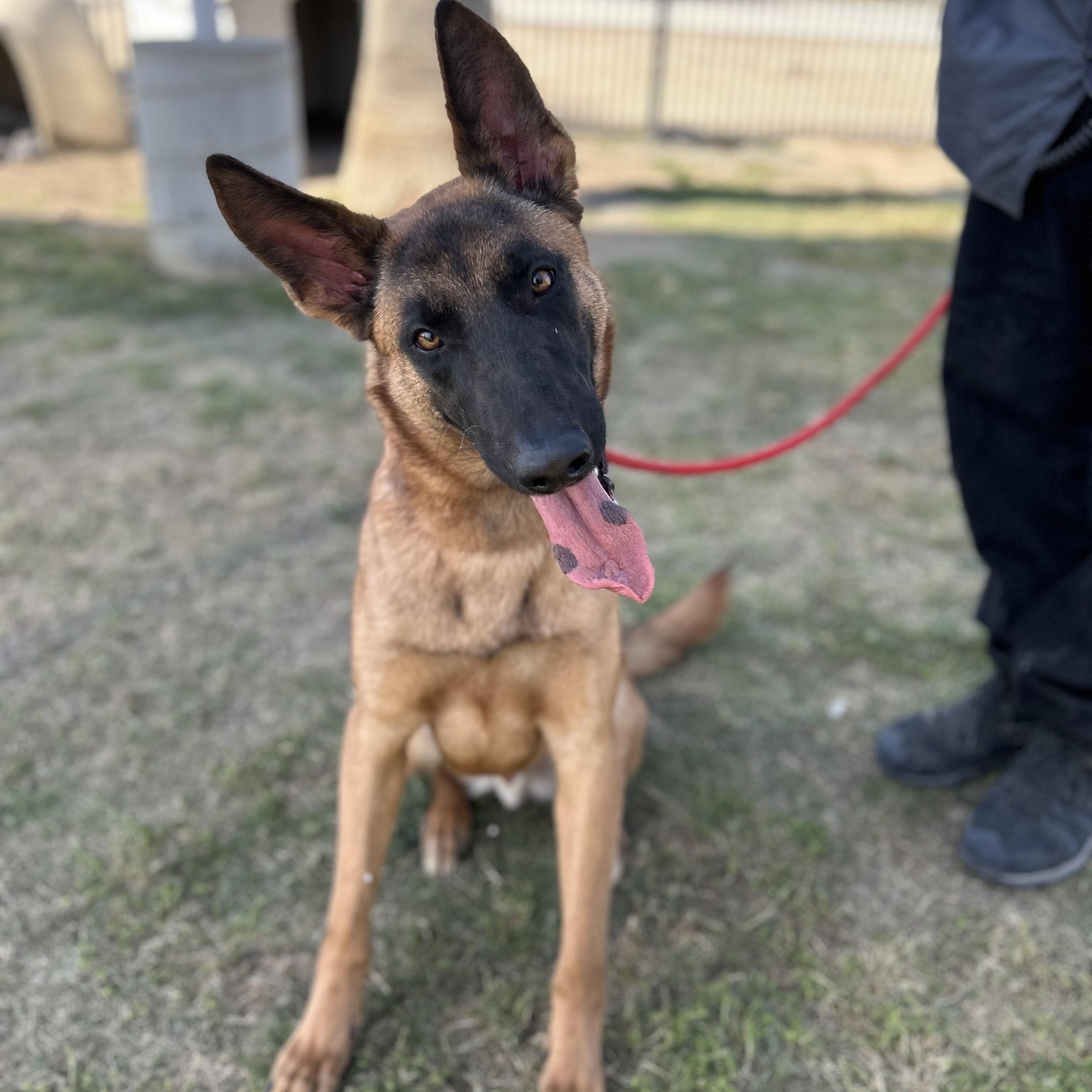 Enlarge OSCAR, a Adoptable Belgian Shepherd / Malinois in Delano, CA image 1/5
