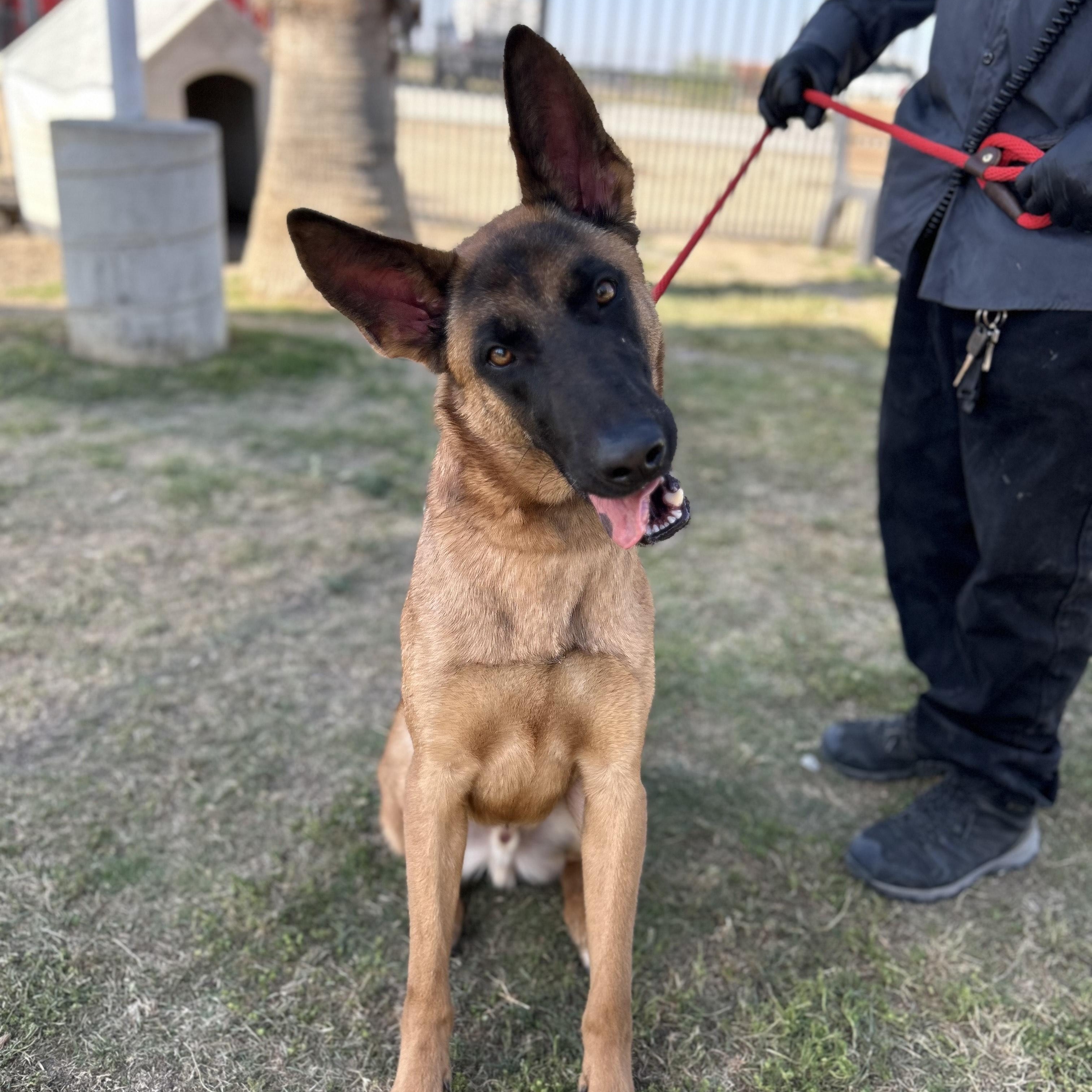 Enlarge OSCAR, a Adoptable Belgian Shepherd / Malinois in Delano, CA image 4/5