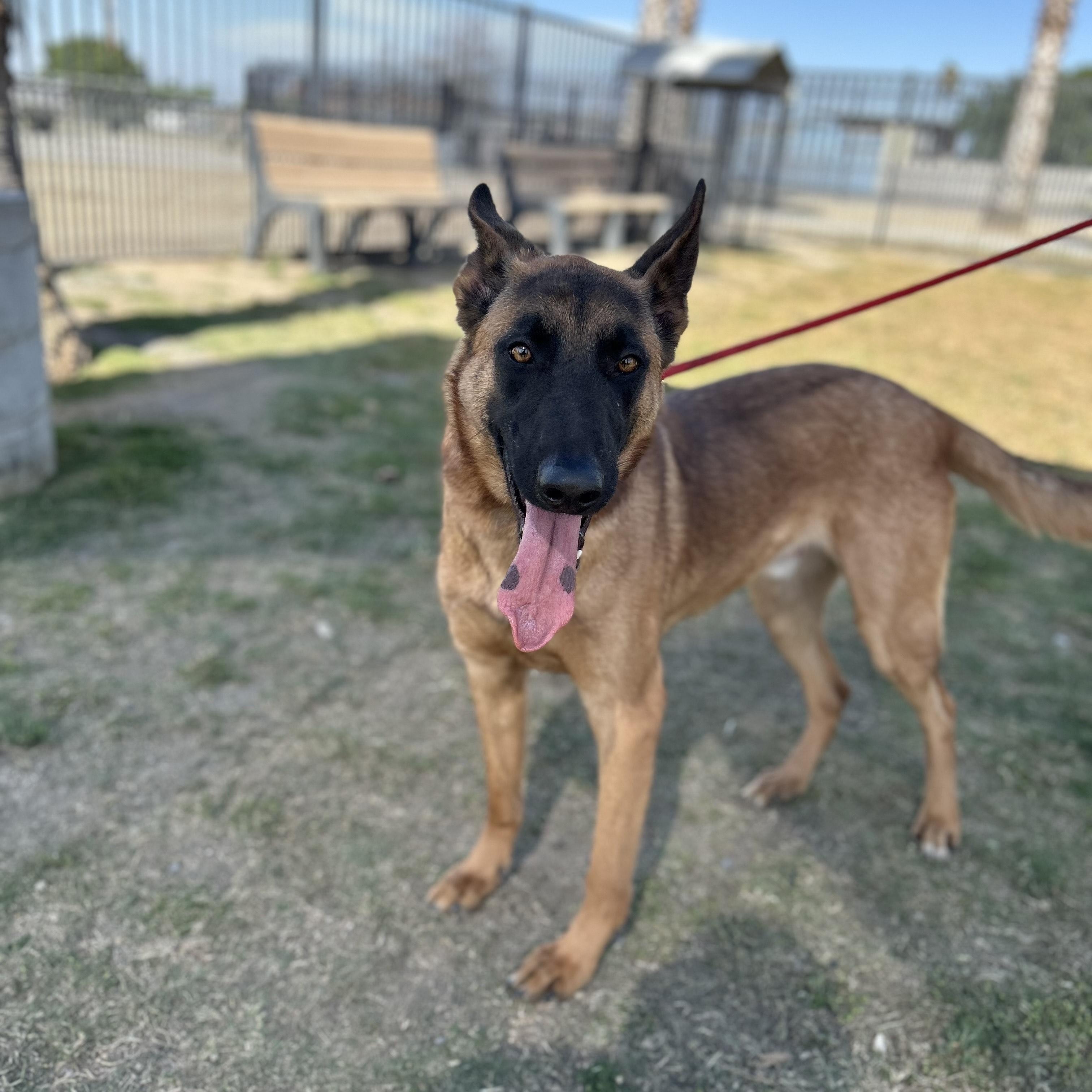 Enlarge OSCAR, a Adoptable Belgian Shepherd / Malinois in Delano, CA image 2/5
