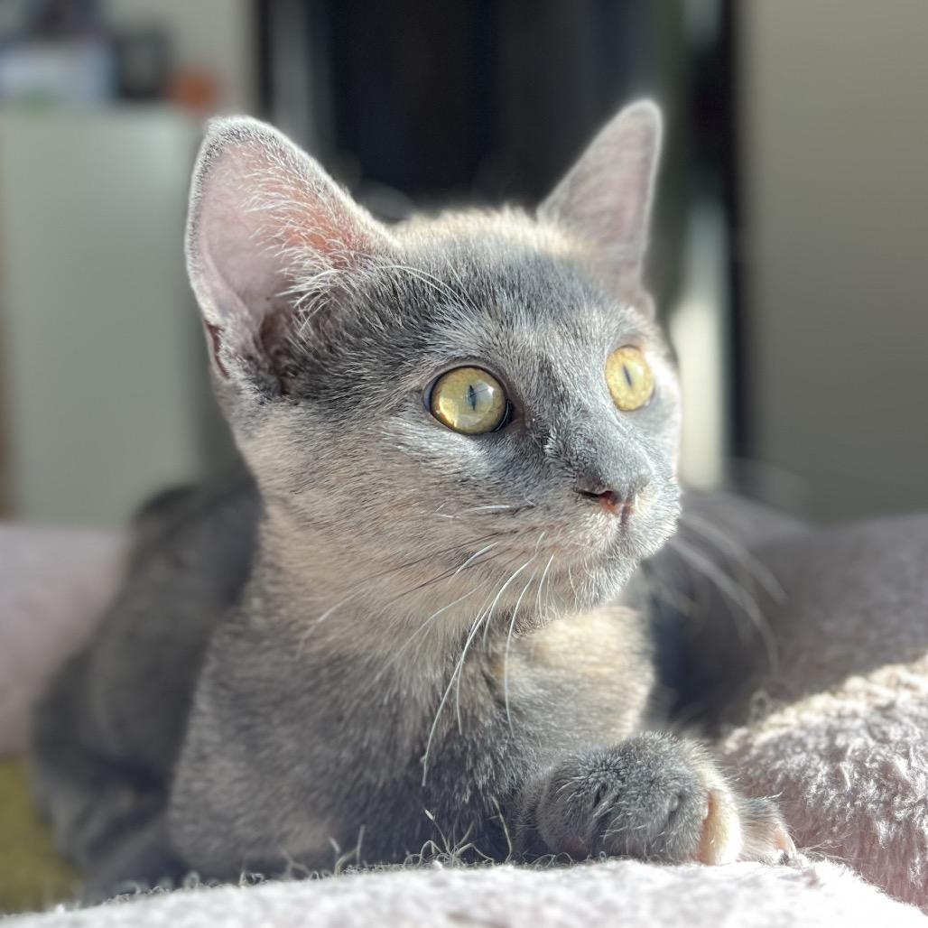 Peppa, Adoptable, Kitten Female Domestic Short Hair.