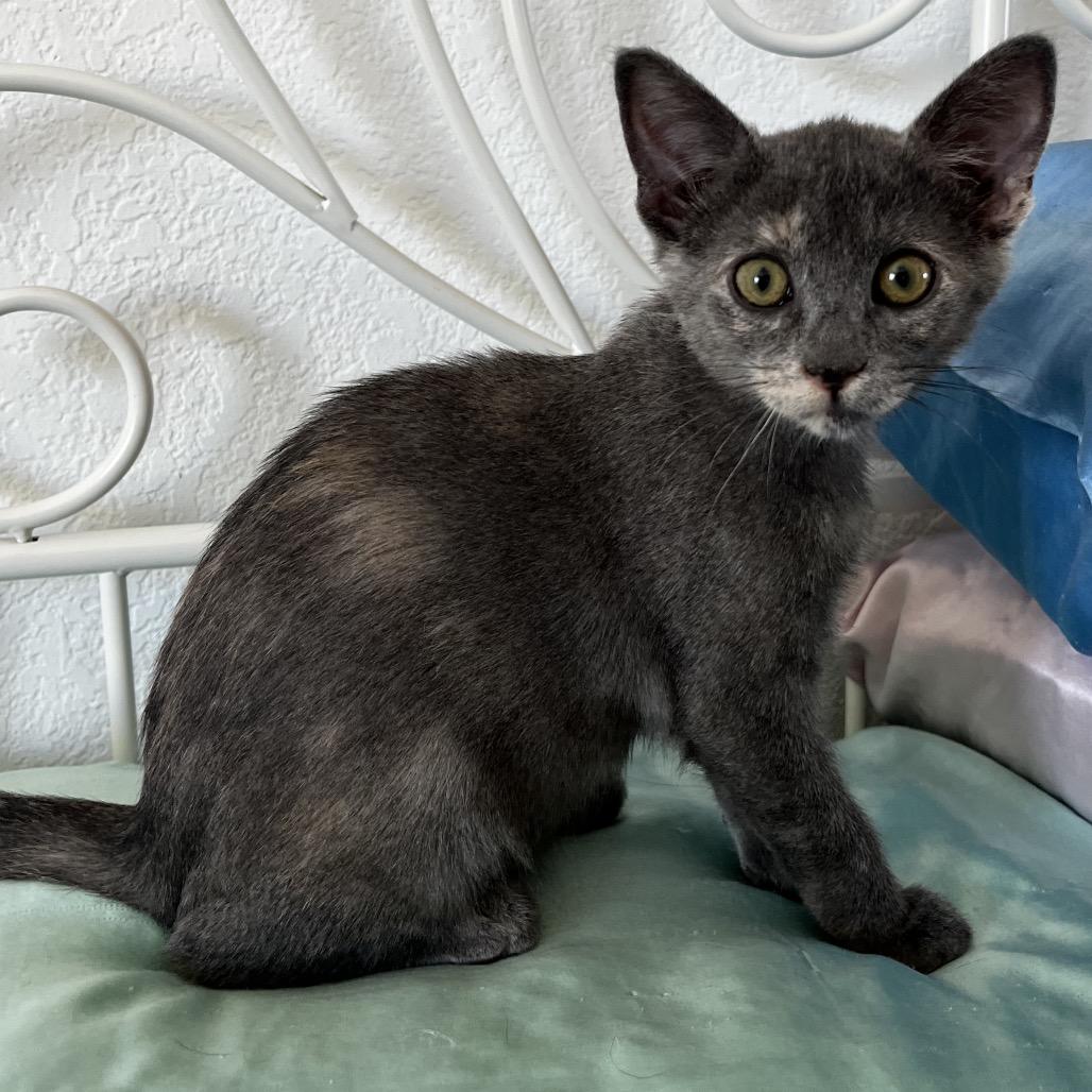 Enlarge Peppa, a Adoptable Domestic Short Hair in Yucca Valley, CA image 2/5