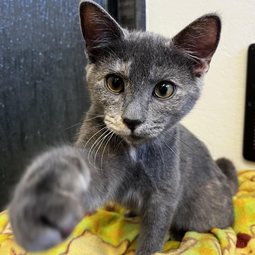 Enlarge Peppa, a Adoptable Domestic Short Hair in Yucca Valley, CA image 3/5