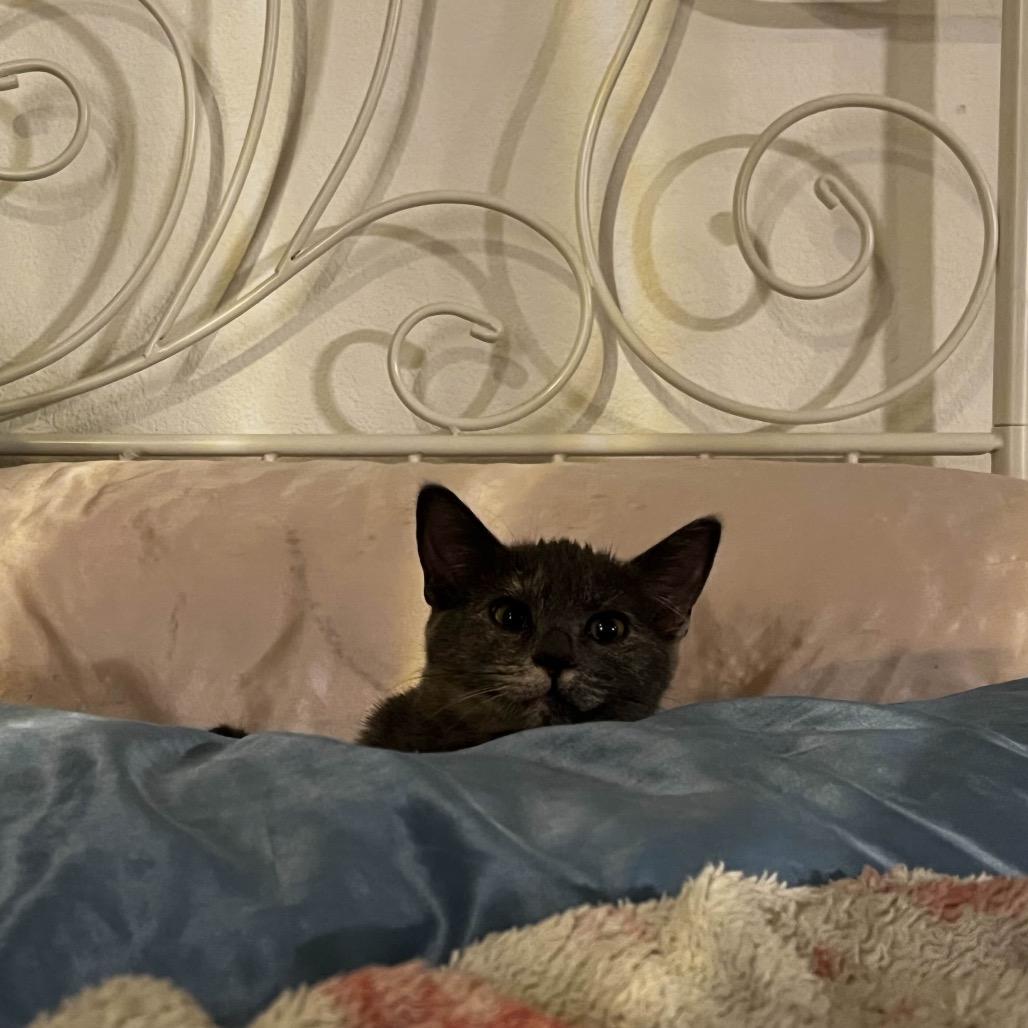 Enlarge Peppa, a Adoptable Domestic Short Hair in Yucca Valley, CA image 4/5